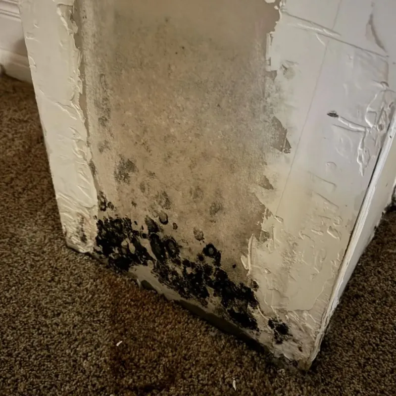 Professional Mold Removal in Cornish, ME
